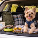 Autoreise mit Hund leicht gemacht: so klappt’s ohne Stress (und ohne dass du die Hälfte vergisst) ChatGPT Image 22. Feb. 2026, 11_37_23