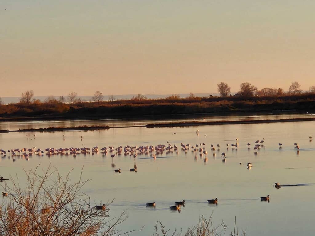 Naturschutzgebiet Valle Cavanata bei Grado mit Flamingos