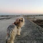 Grado mit Hund über Silvester – Aquileia und Piran entspannt entdecken Grado mit Hund über Silvester am Strand