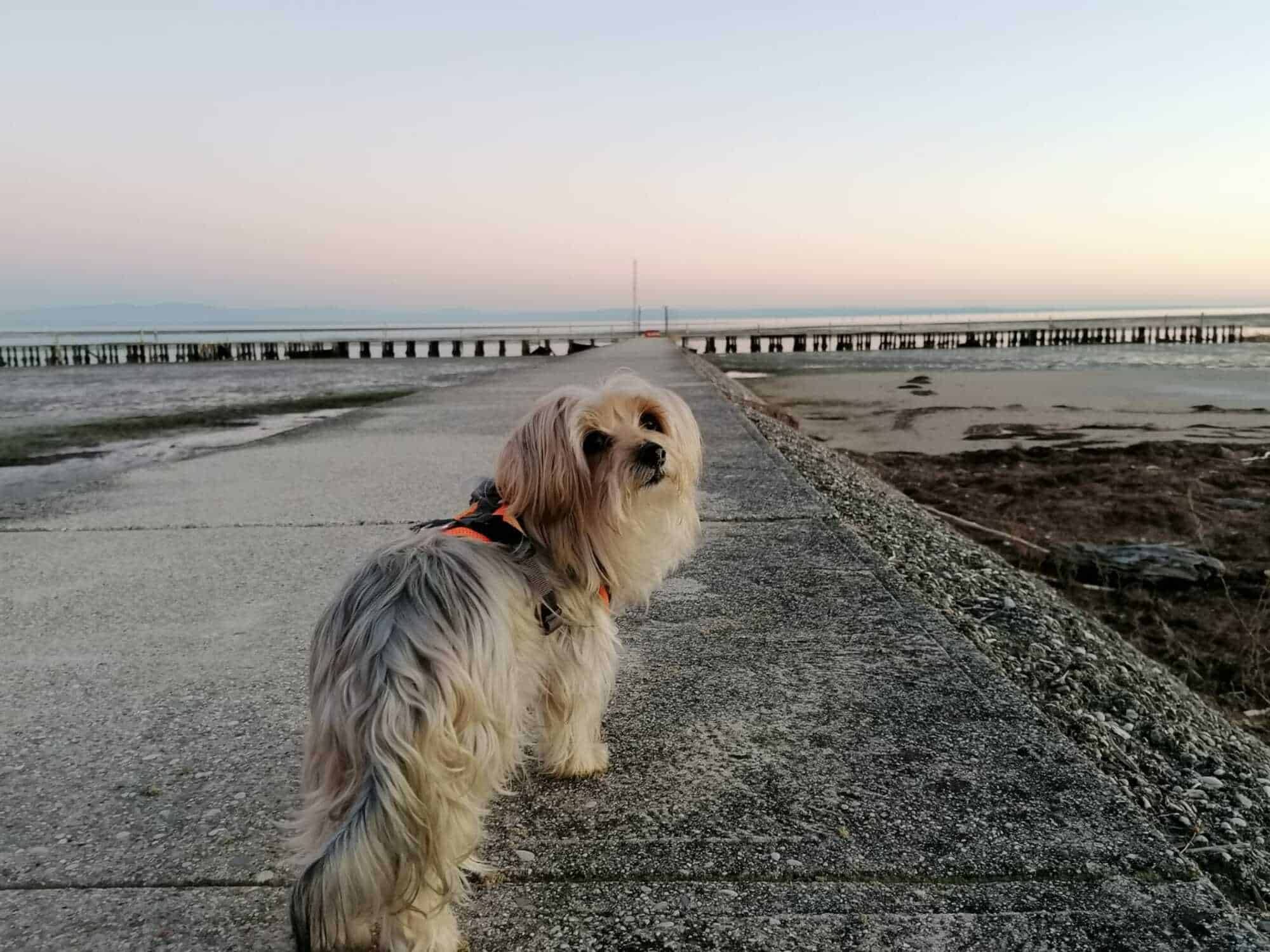 Grado mit Hund über Silvester – Aquileia und Piran entspannt entdecken