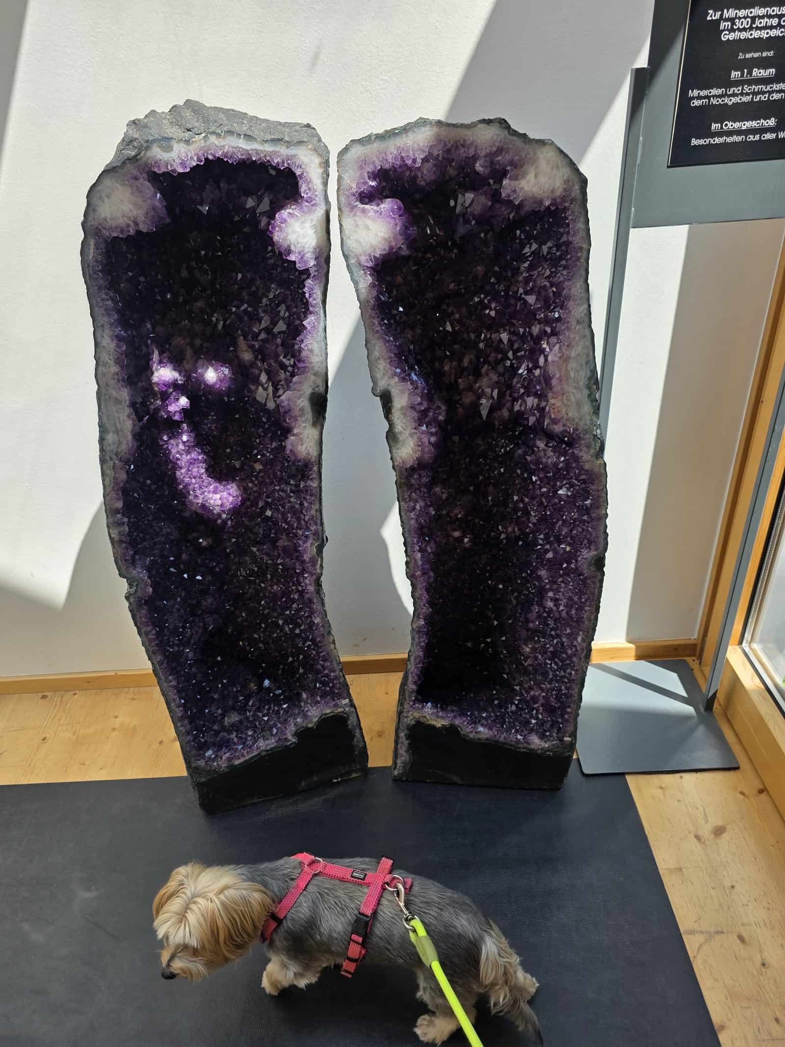 Große Amethyst-Druse in der Ausstellung Mythos Edelstein Kranzelbinder