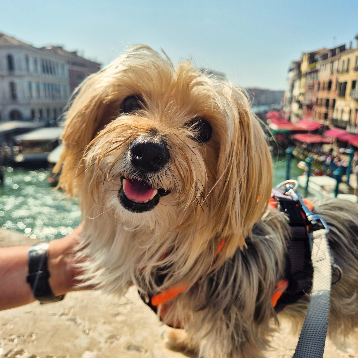 Bambola nach einem Tag in Venedig