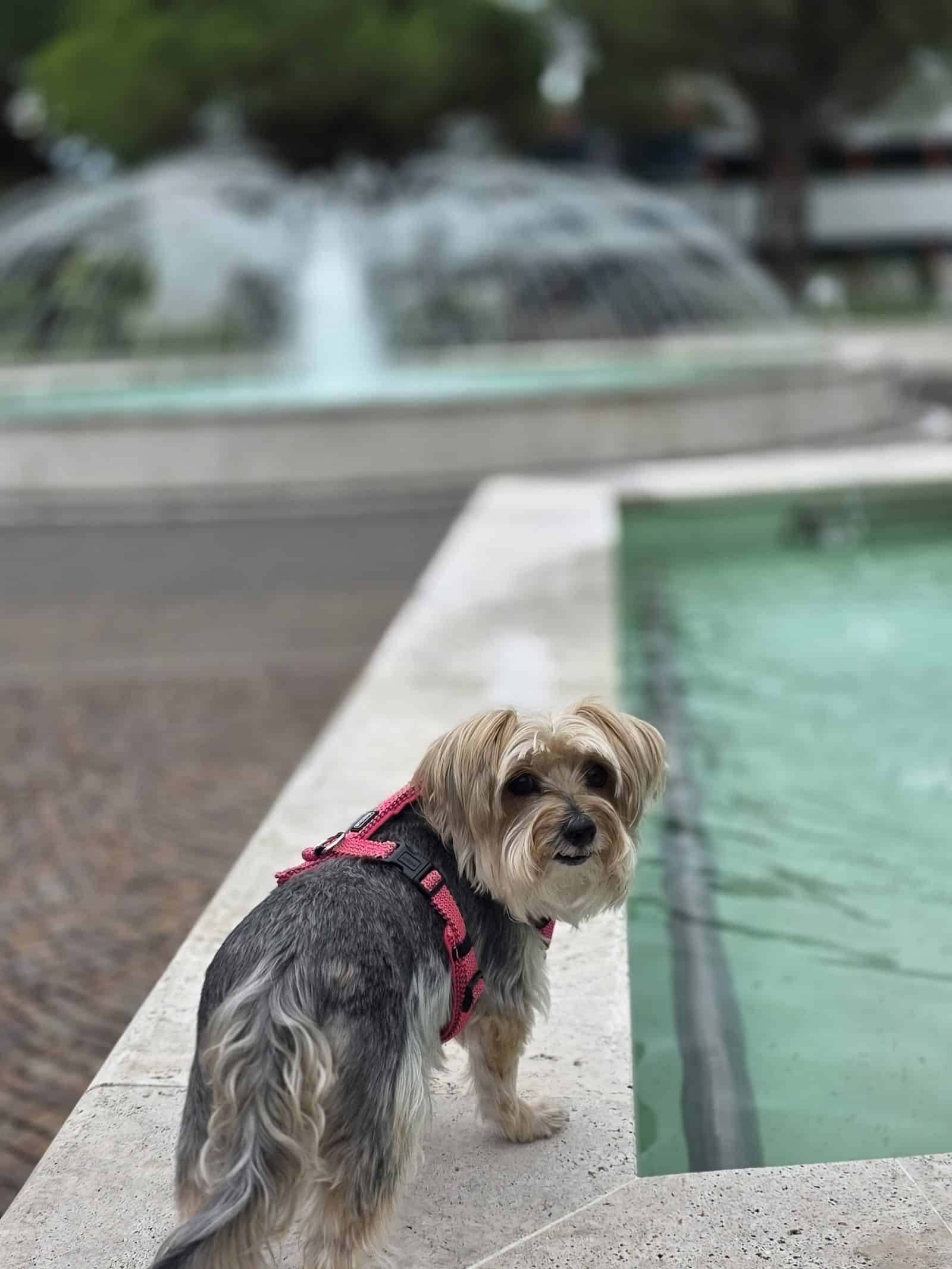 Bambola am Brunnen vor der Therme in Bibione — Abkühlung für den Hund