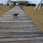 Bibione mit Hund: warum wir es an keinen einzigen Hundestrand geschafft haben Yorkshire Terrier Mix Bambola auf dem Holzsteg zum Strand in Bibione