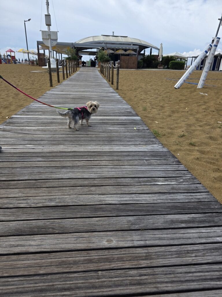 Yorkshire Terrier Mix Bambola auf dem Holzsteg zum Strand in Bibione