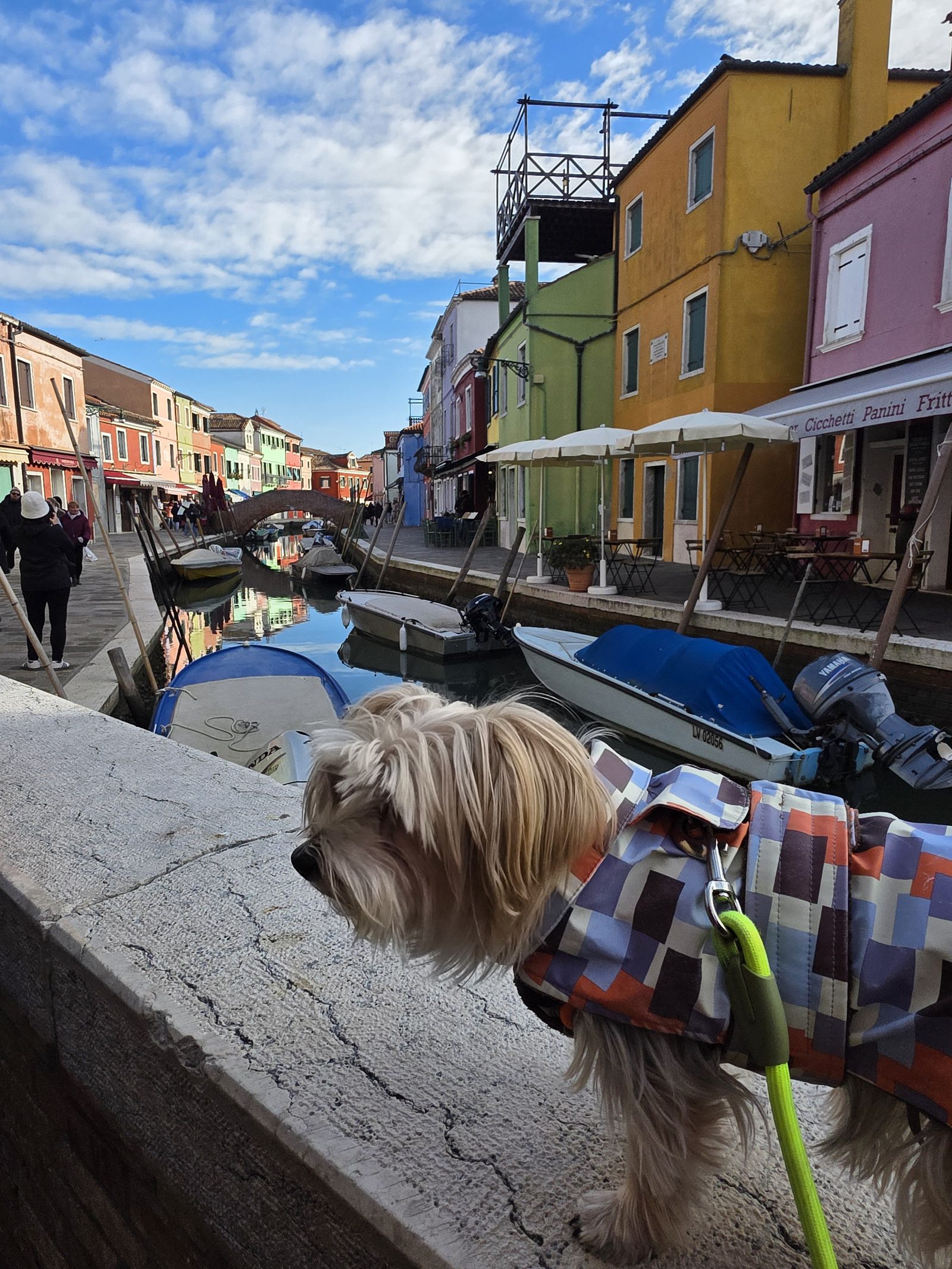 Hund am Kanal von Burano mit Fischerbooten