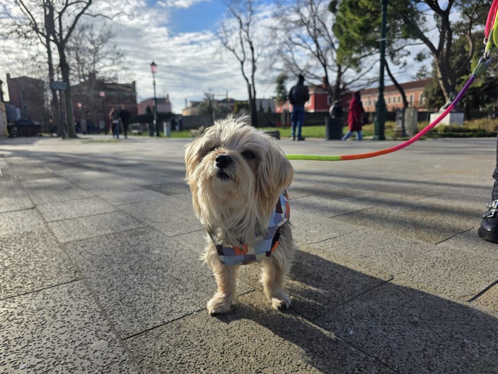 Yorkshire Terrier Mix Bambola auf dem Platz vor den bunten Häusern von Burano