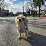 Yorkshire Terrier Mix Bambola auf dem Platz vor den bunten Häusern von Burano