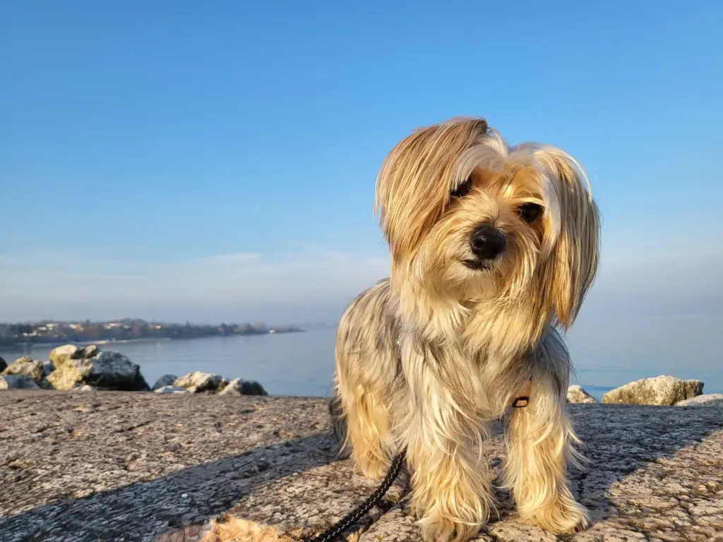 Hündin Bambola am Ufer des Gardasees in Desenzano