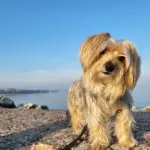 Gardasee mit Hund im Winter: Unsere Hochzeitsreise nach Desenzano Hündin Bambola am Ufer des Gardasees in Desenzano