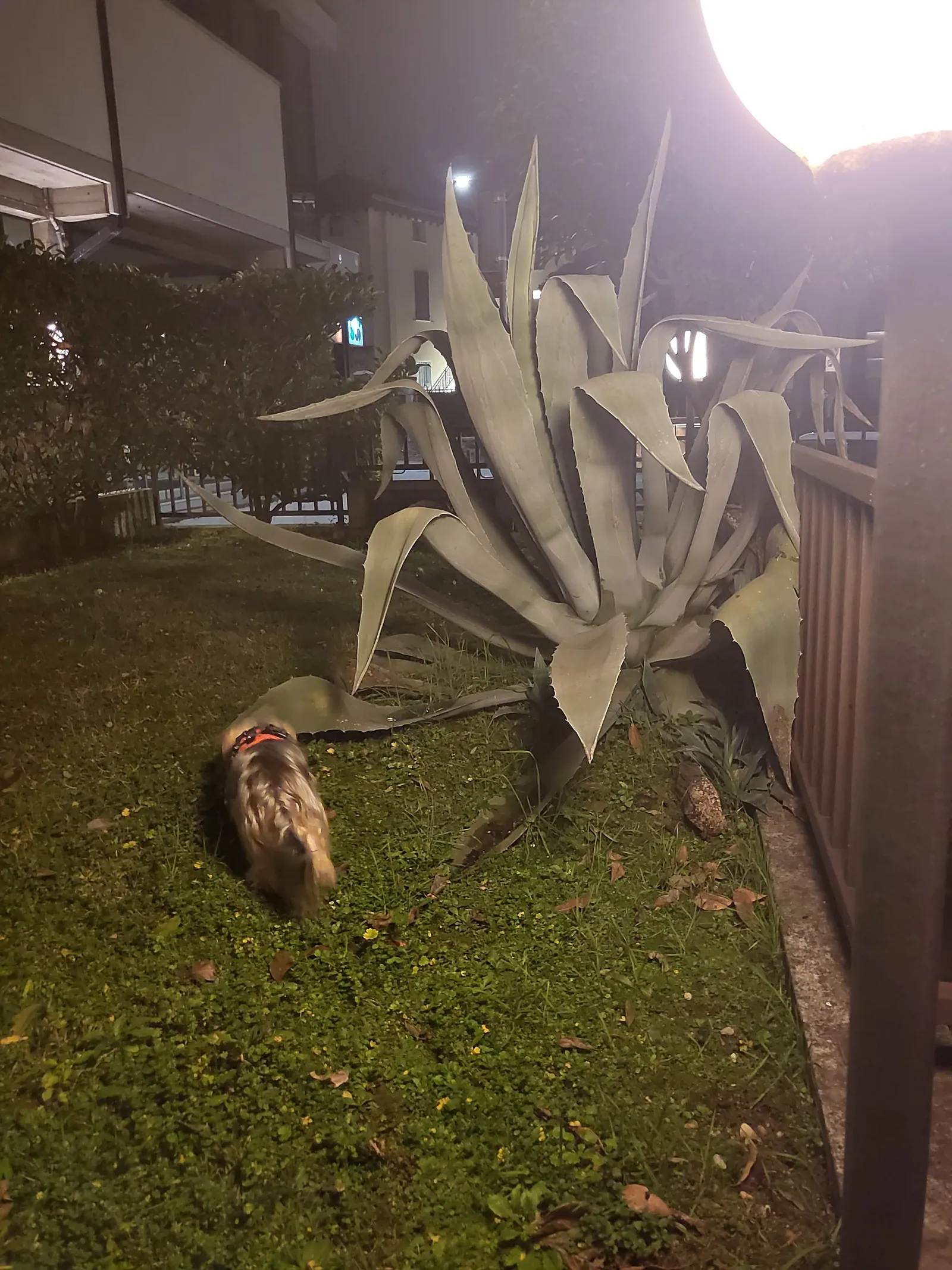 Bambola unter einer Agave am Gardasee in Desenzano im Dezember