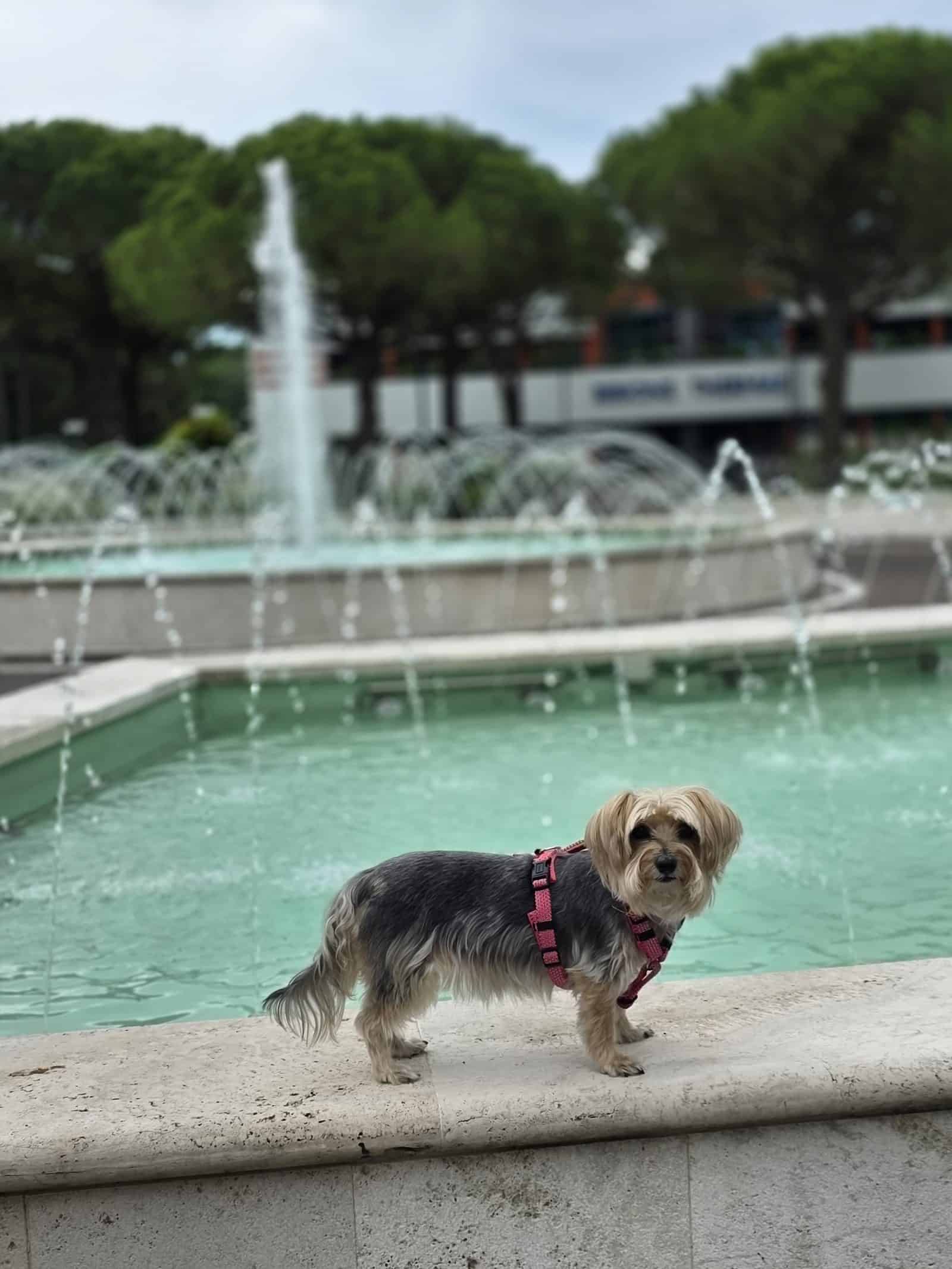 Kleiner Hund am flachen Wasser des Brunnens vor der Therme in Bibione