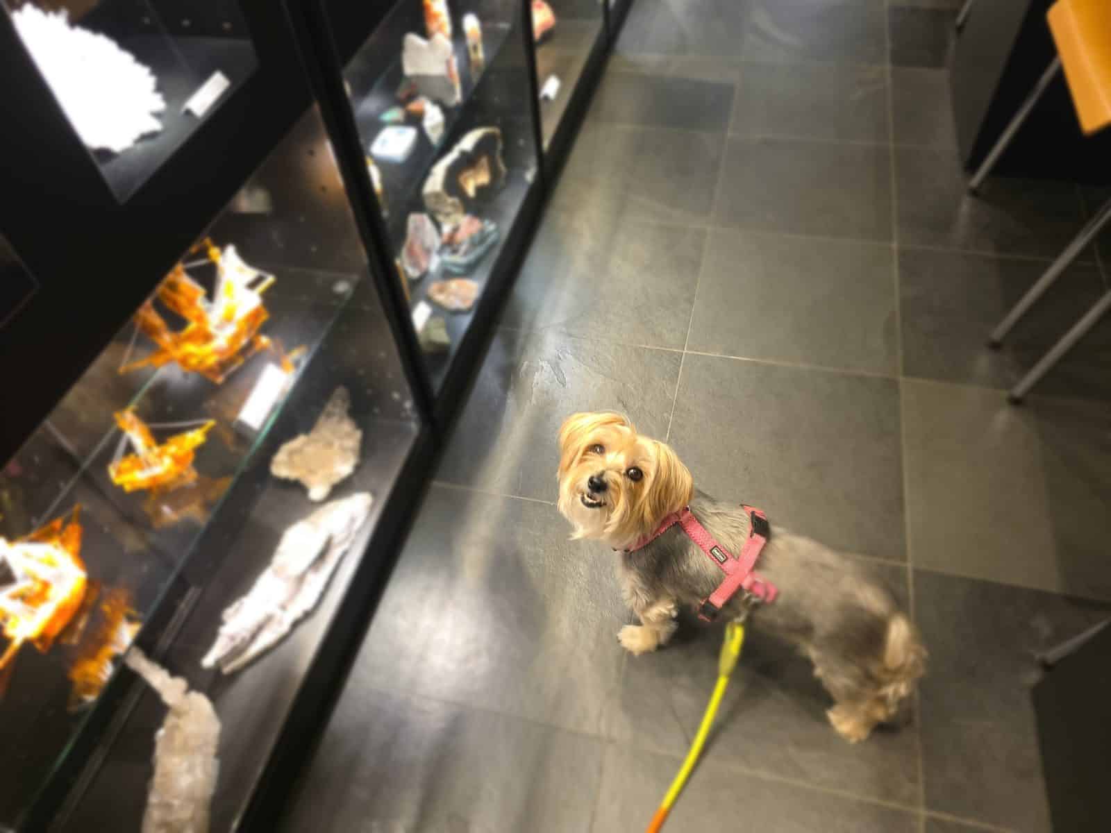 Hund vor einer Vitrine im Edelsteinmuseum Kranzelbinder — Hunde sind dort erlaubt