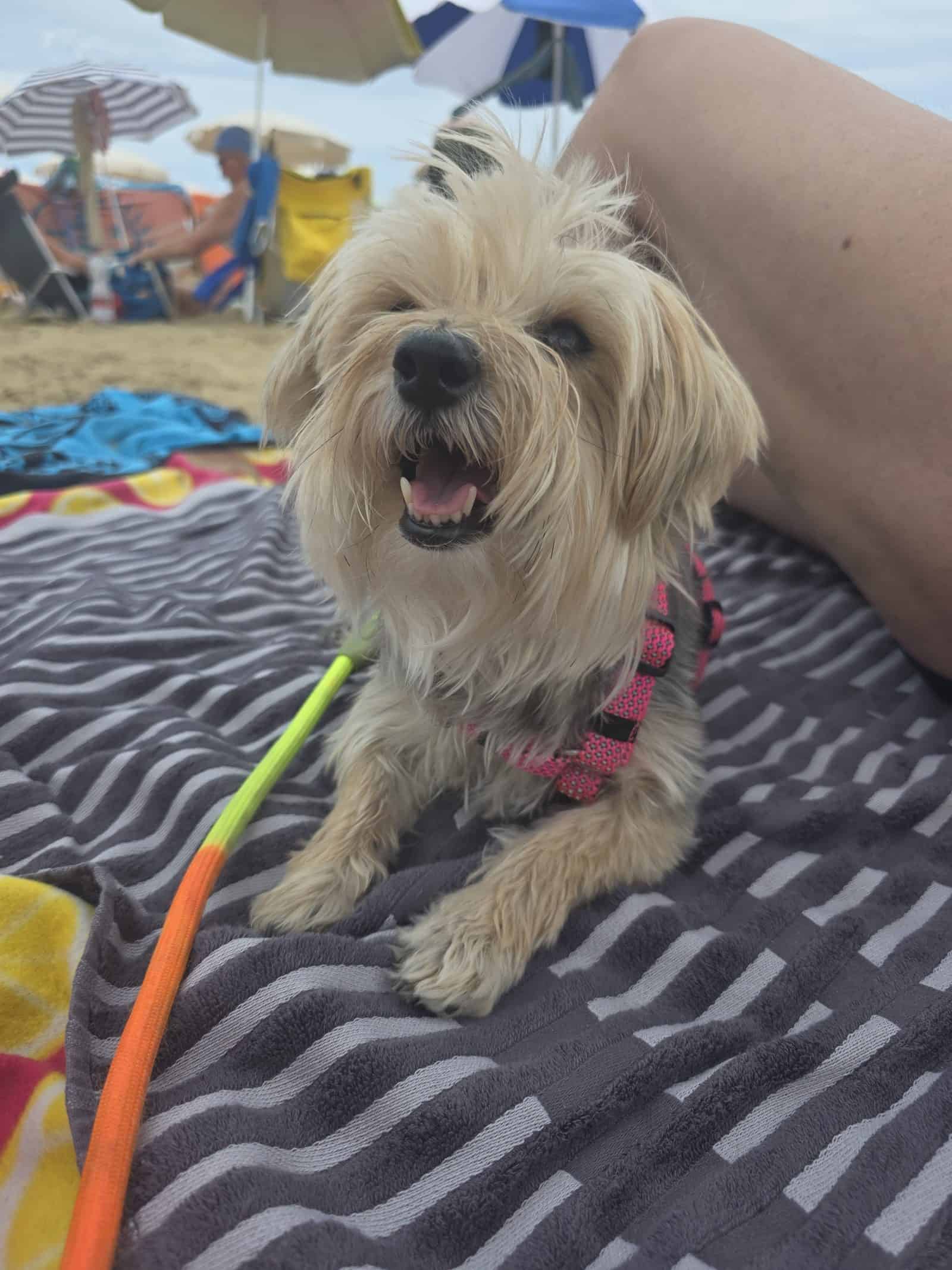 Bambola auf dem Handtuch am öffentlichen Hundestrand von Lignano