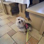 Packliste kleiner Hund: Was Bambola und ich immer dabei haben Yorkshire Terrier Mix Bambola unterwegs — Packliste für kleine Hunde