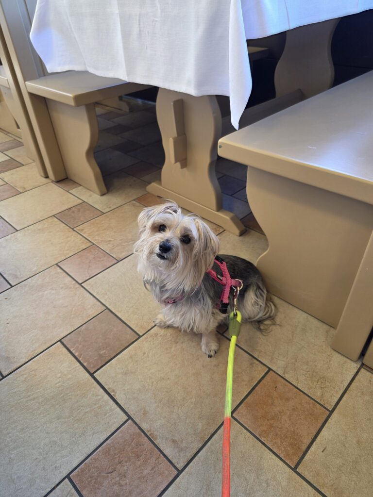 Yorkshire Terrier Mix Bambola unterwegs — Packliste für kleine Hunde