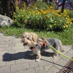 Turracher Höhe mit Hund: der Bergsee, in dem dein Hund schwimmen darf Yorkshire Terrier Mix Bambola im Geschirr auf der Turracher Höhe