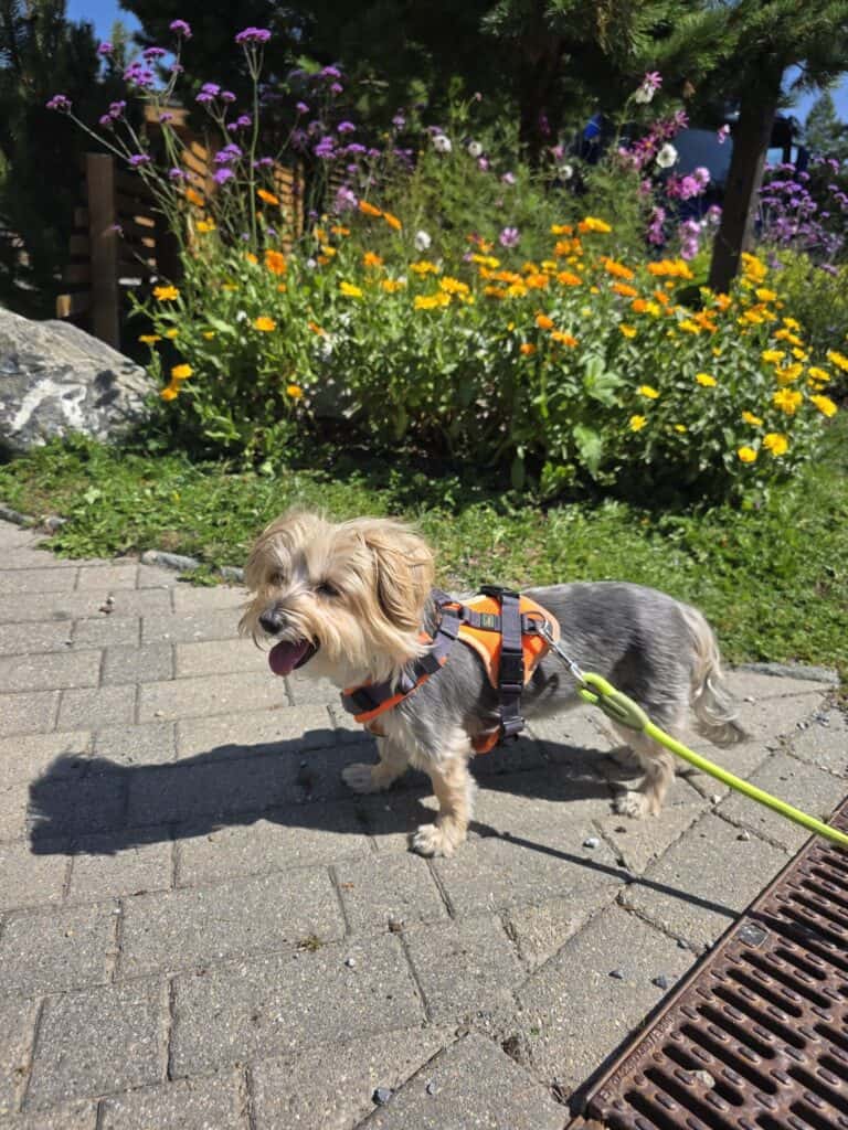 Yorkshire Terrier Mix Bambola im Geschirr auf der Turracher Höhe