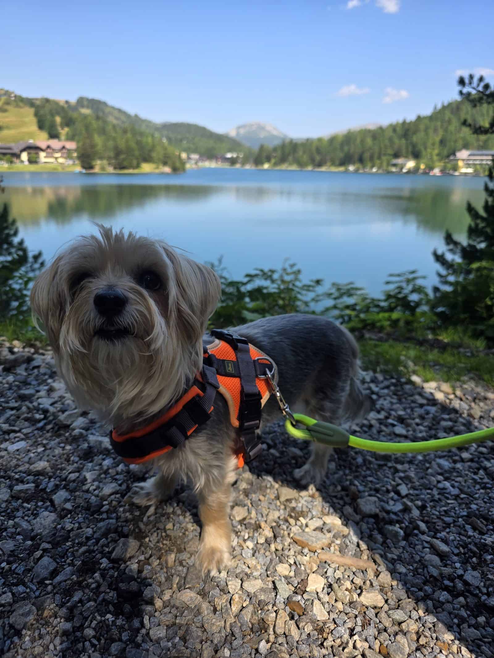 Hund am Ufer des Turracher Sees auf 1.763 Metern Seehöhe