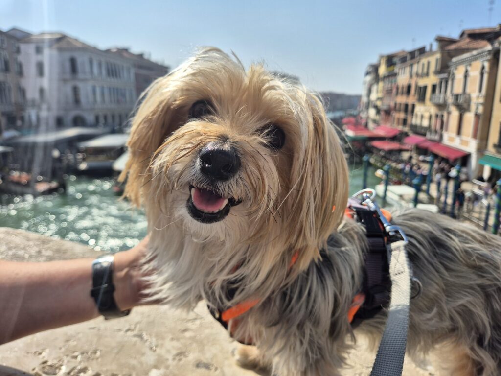 Yorkshire Terrier Mix Bambola vor dem Canal Grande in Venedig