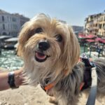 Venedig mit Hund: warum wir Bambola ab dem Markusplatz getragen haben Yorkshire Terrier Mix Bambola vor dem Canal Grande in Venedig